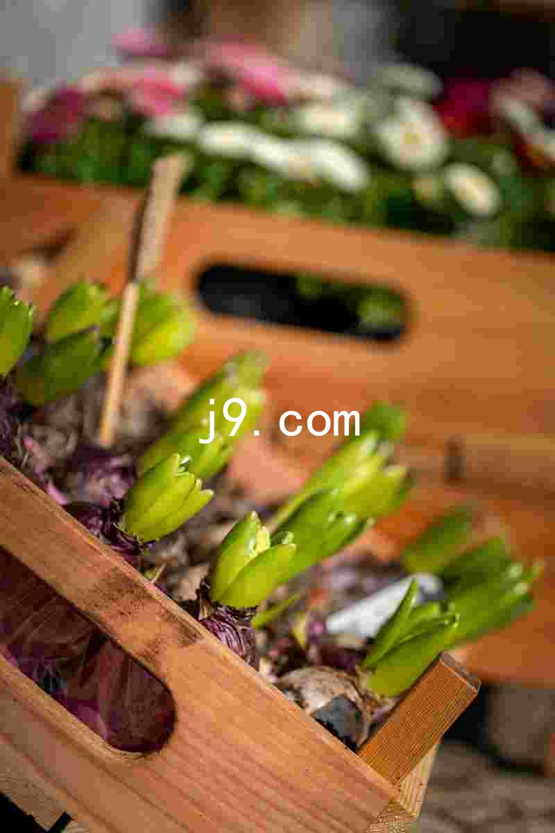 j9.com